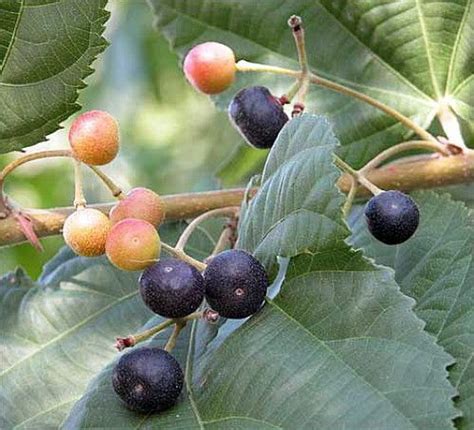 Sherbet Berry - Grewia asiatic - Phalsa - Falsa - 4"" Pot | Berry plants, Fast growing trees, Fruit