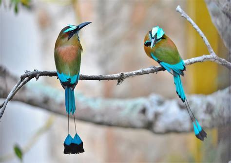 Most Beautiful Birds with Long Tails (With Photos and Videos)