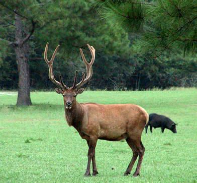 More pictures of elk bulls, red deer stags, and hybrid stags for 2002 ...