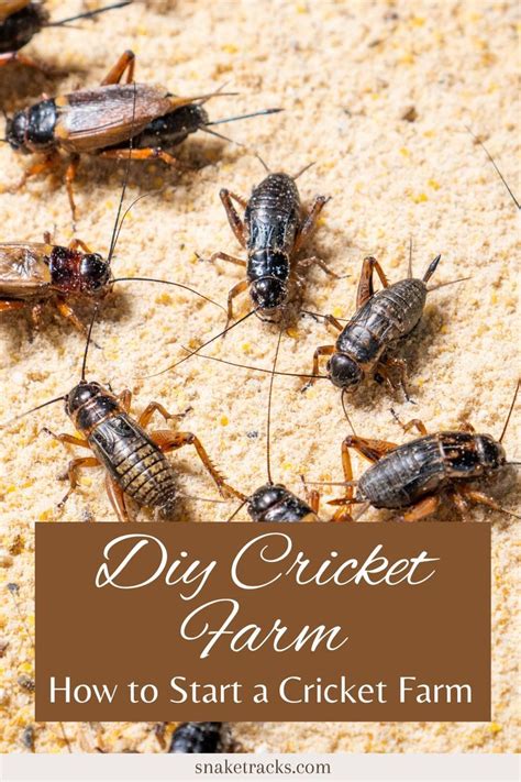 DIY Cricket Farm: How to Start a Cricket Farm | Cricket farming, Farm ...