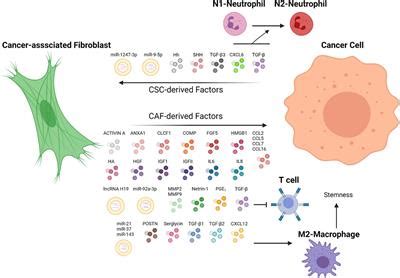 Frontiers | The Role of Cancer-Associated Fibroblast as a Dynamic ...