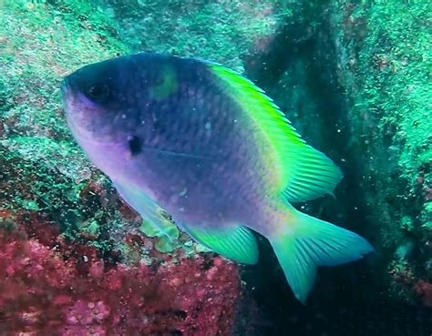 Blue-and-Yellow Chromis | Mexican Fish.com