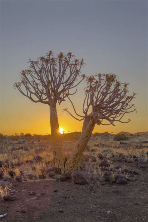 Quiver tree at sunset stock photo. Image of kopjes, sunset - 133995170