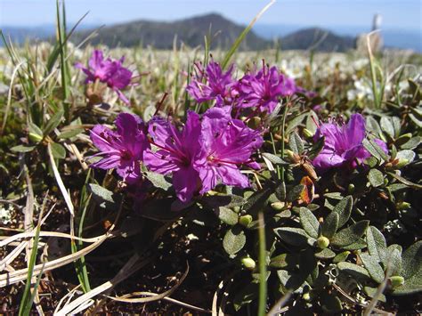 Rhododendron lapponicum (Lapland rosebay): Go Botany