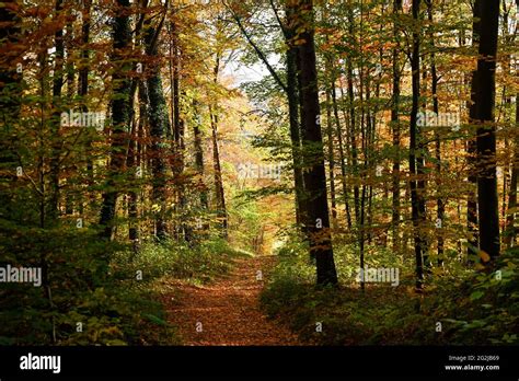 Forest path with autumn leaves Stock Photo - Alamy