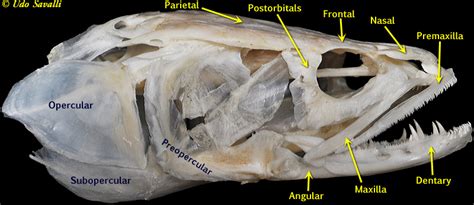 BIO370-Bony Fish Anatomy