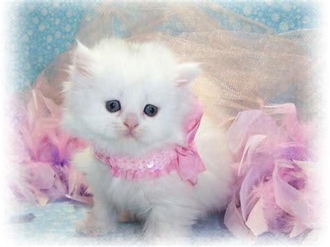 Cute White Cat Wallpapers For Desktop - Wallpaper Cave