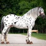 Noriker Horse Info, Origin, History, Pictures | Horse Breeds ...