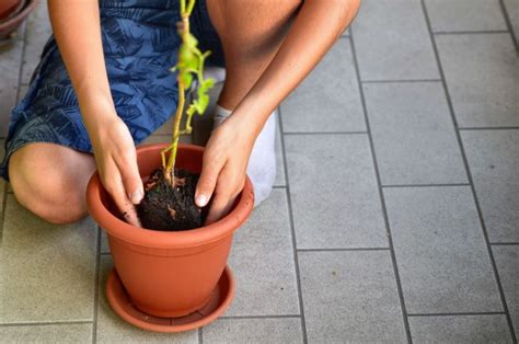 3 Tips to Propagate Blueberries from Cuttings + How to Do it - DIY & Crafts