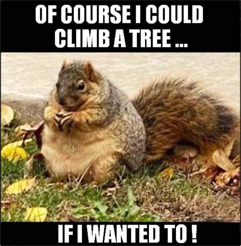 A Fat Squirrel ! - Imgflip