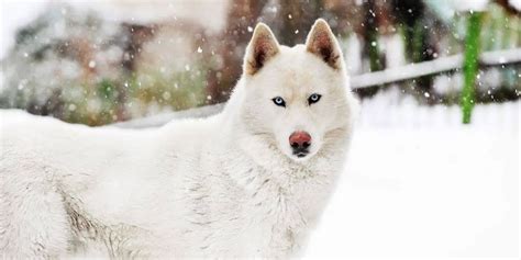 Siberian Husky Temperament and Behavior