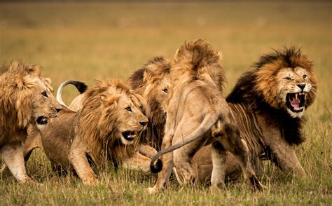 The Perilous Life of Male Lions - Lion Recovery Fund