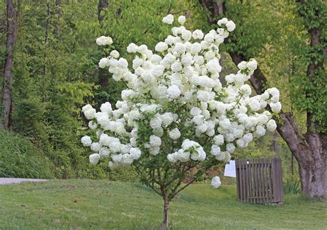 Snowball Bush | A snowball bush in full bloom. | alanmoore55555 | Flickr