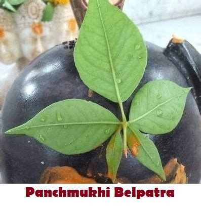 Types of Bel Patra, Panchmukhi Belpatra and Significance