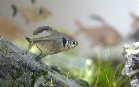 25 Black Phantom Tetra Tank Mates - AquariumNexus