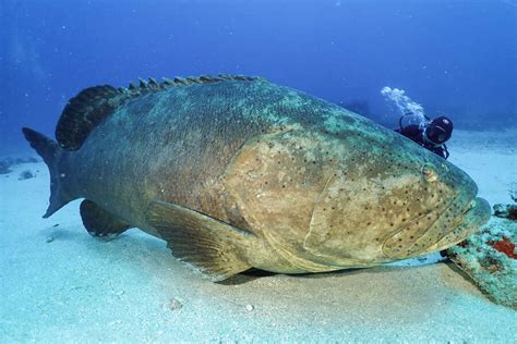 Goliath Grouper Diving in Florida: Everything to Know Before You Go ...