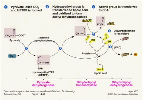 Pyruvate Dehydrogenase Complex Diagram