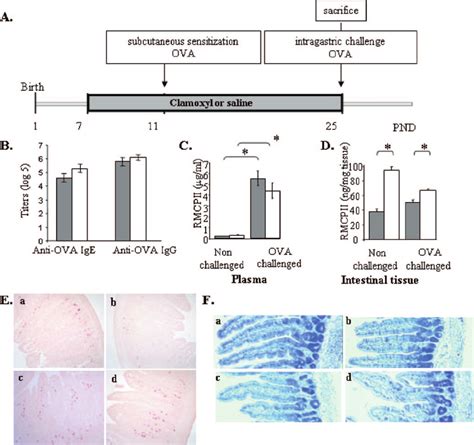 Effect of amoxicillin (Clamoxyl) on the severity of the allergic... | Download Scientific Diagram