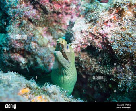 Diving in the sea of cortez Stock Photo - Alamy