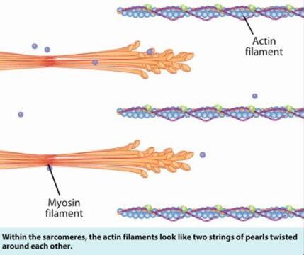 Myosin Filaments Are