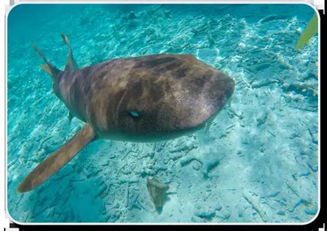 Nurse Shark x10 Facts, Habitat, Social & Hunting Behavior, Offspring ...