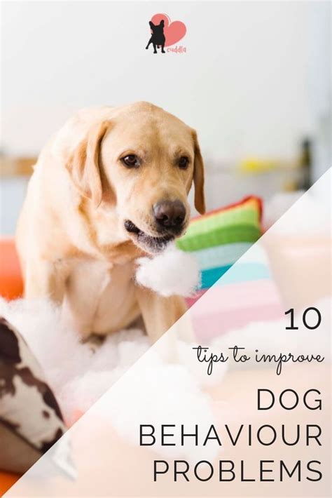 Lovely Dog: Dog Behaviour Problems: 10 Tips to Improve Your Dog's Attitude