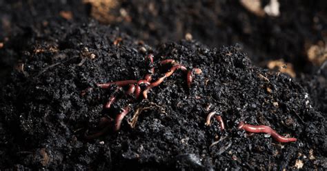 Where to Get Compost Worms: Top 5 Choices