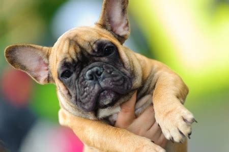 Best French Bulldog Guide | Training | Rescue | Puppies | Diet