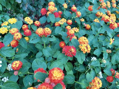 Lantana camara varieties named newest Texas Superstars - AgriLife Today