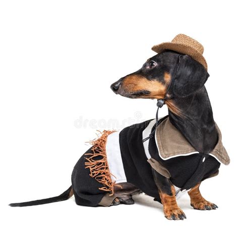 Portrait of Cute Dachshund Dog with Cowboy Costume and Western Hat ...