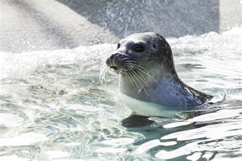 Harbor seal 706557 Stock Photo at Vecteezy