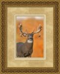 Trophy Whitetail Deer by Bill Kinney