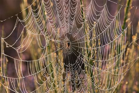 "Die Spinne im Netz" Foto & Bild | tiere, wildlife, spinnen Bilder auf ...