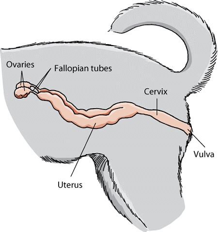 The Gonads and Genital Tract of Dogs - Dog Owners - Merck Veterinary Manual