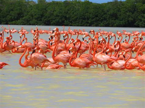 The Travelling Lindfields: The flamingos of Celestun, Mexico ...