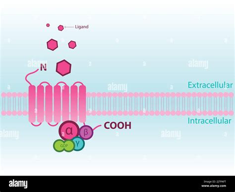 Adenosine receptor agonist Stock Vector Images - Alamy