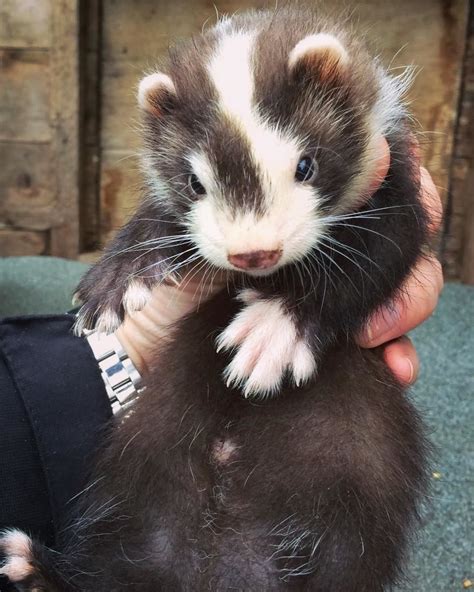 Look he so gorgeous 😍😍😍#ferret #ferrets #ferretgram #ferretism #ferretfun #ferretlove # ...