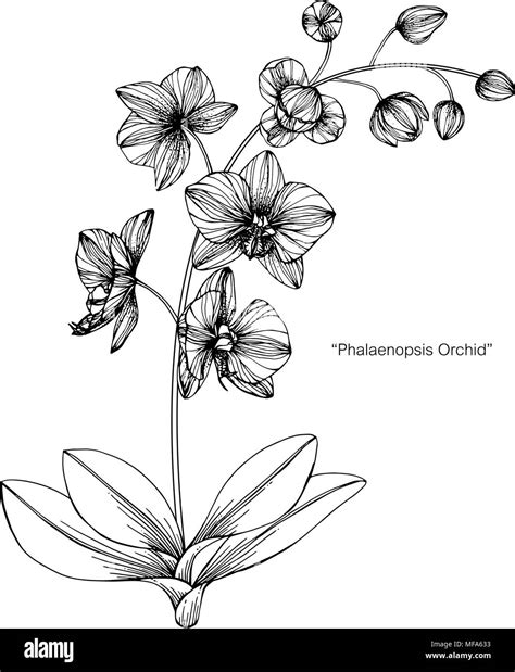 Orchid flower drawing illustration. Black and white with line art on white backgrounds Stock ...