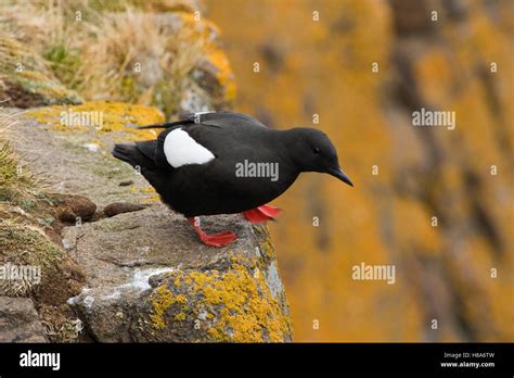 Black Guillemot (Cepphus grylle) at edge of cliff, Svalbard, Arctic Ocean, Norway Stock Photo ...