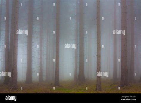 Haunted forest in fog Stock Photo - Alamy