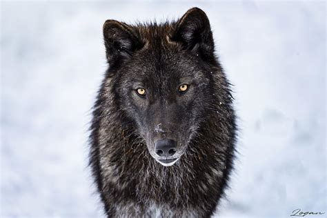 Black Wolf With Yellow Eyes Howling