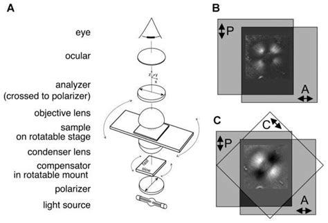 A polarizing microscope uses. Most biological structures exhibit some… | by Hospitals blog.com ...