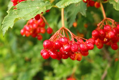 Viburnum Berry Fruit · Free photo on Pixabay