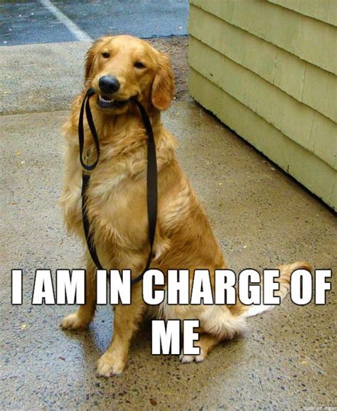 14 Funny Golden Retriever Memes That Will Make You Fall In Love With ...