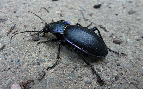 The Violet Ground Beetle | Everything Not Human