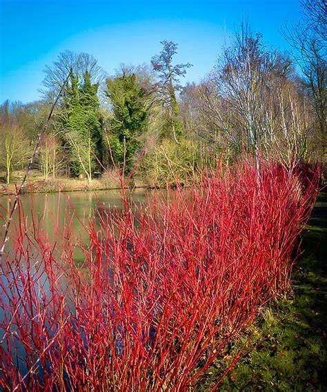 Cardinal Red Twig Dogwoods For Sale | The Tree Center