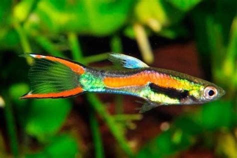 Endler's Livebearer Guppy (Poecilia Wingei) Guide | Breeding, Tank Setup, Where To Buy ...