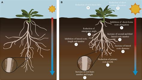 Frontiers | Root Growth Adaptation to Climate Change in Crops