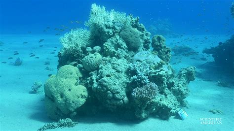 an underwater view of some corals and other marine life