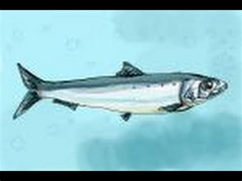 How to draw a Sardine - YouTube